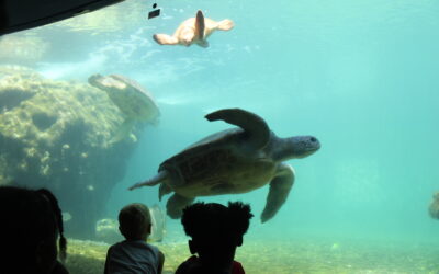 Plongée au coeur de la préservation des fonds marins avec Nout’Mer